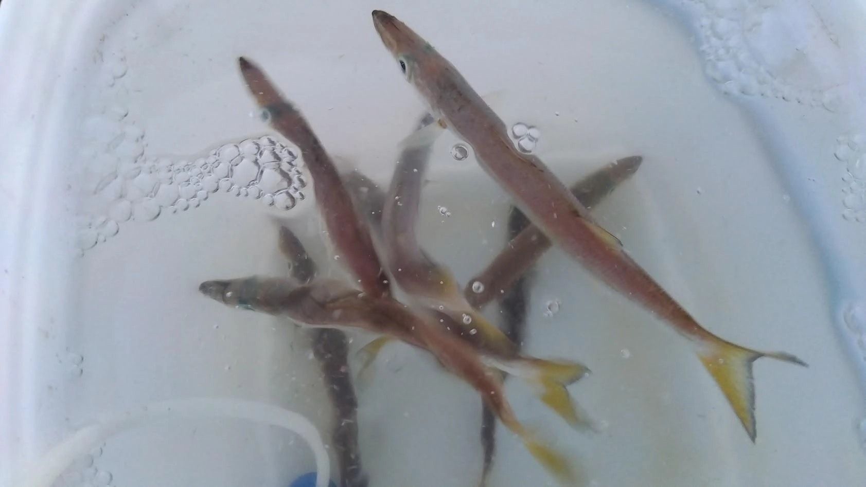 カマスは入れ食いです。でも泳がせは無反応でした。