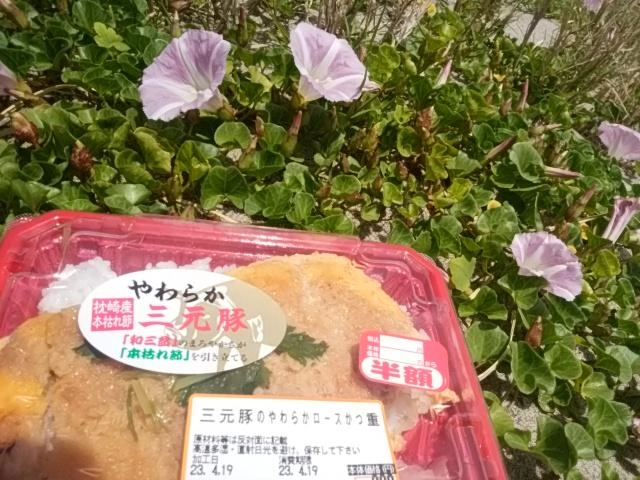 ヒルガオ
