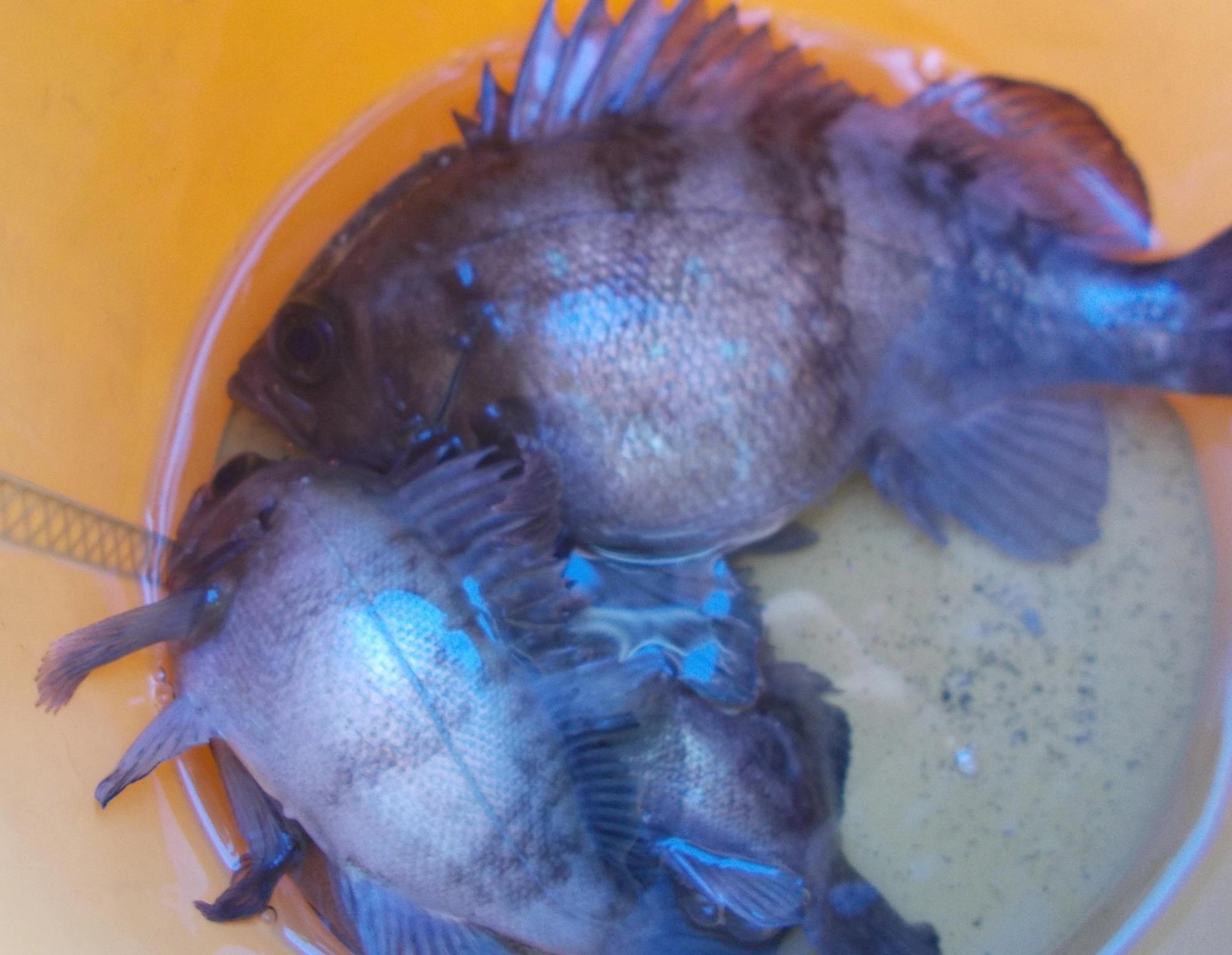 短時間の釣果、他に手のひらサイズのキビレ、クロダイも釣れましたよ。
