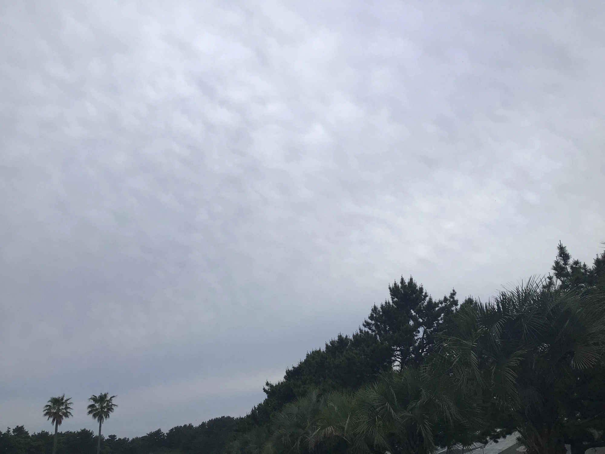 曇天、、、テンションもね。
