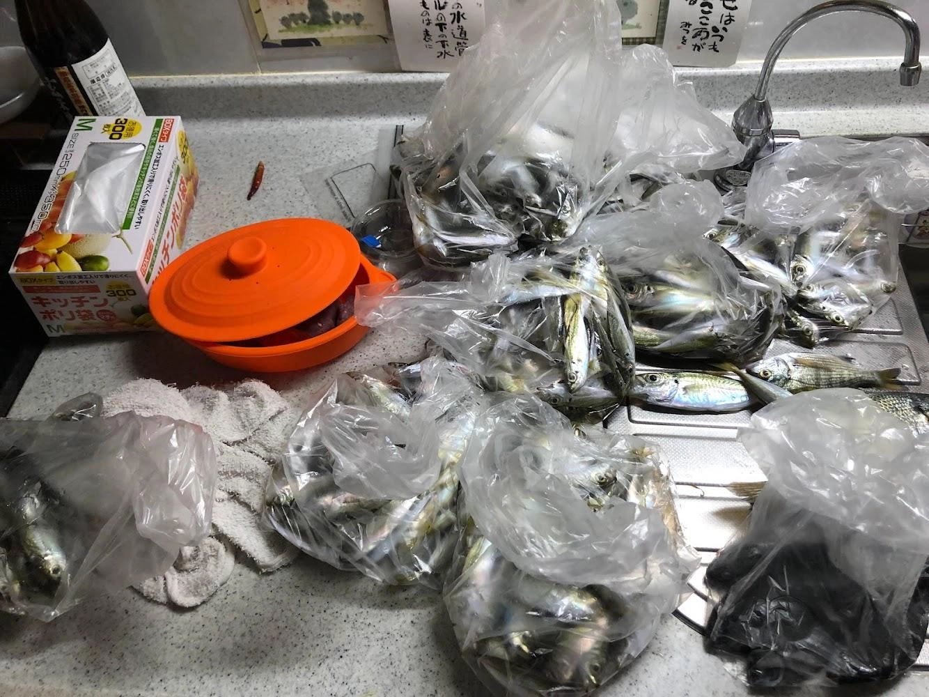 ご近所配達用に50匹ずつ8袋、帰りに配達した200匹を含めて635匹でした
