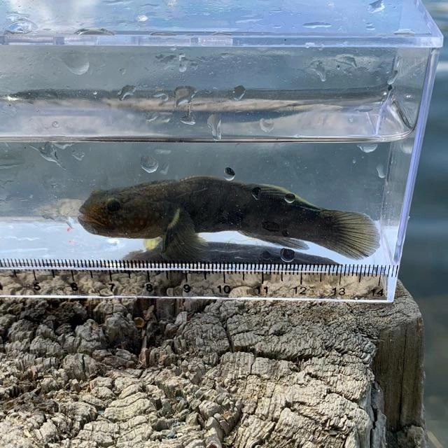 同じ場所でチチブも釣れてきます。すぐに合わせないと針を飲まれてしまいますよ。