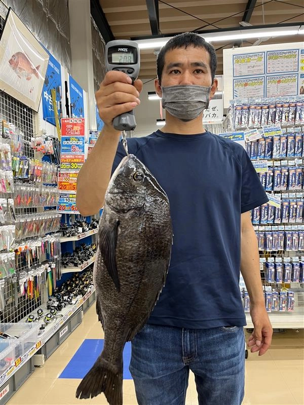 クロダイ51㎝　2.06キロ