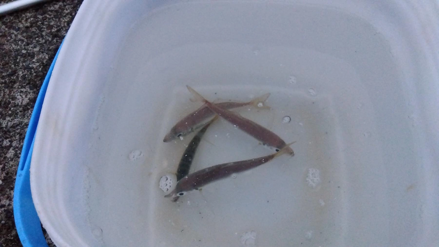 日没間際にパタパタと鯵が釣れました。
ロデオ針泳がせしたところ、３連続でアオリイカが掛かりましたが、３回ともバラシました。２回目などはしっかり見ずに抜き上げを選択しましたがポロリ。ちょっとサイズが大きくなっているようです。今度からタモ入れします。
