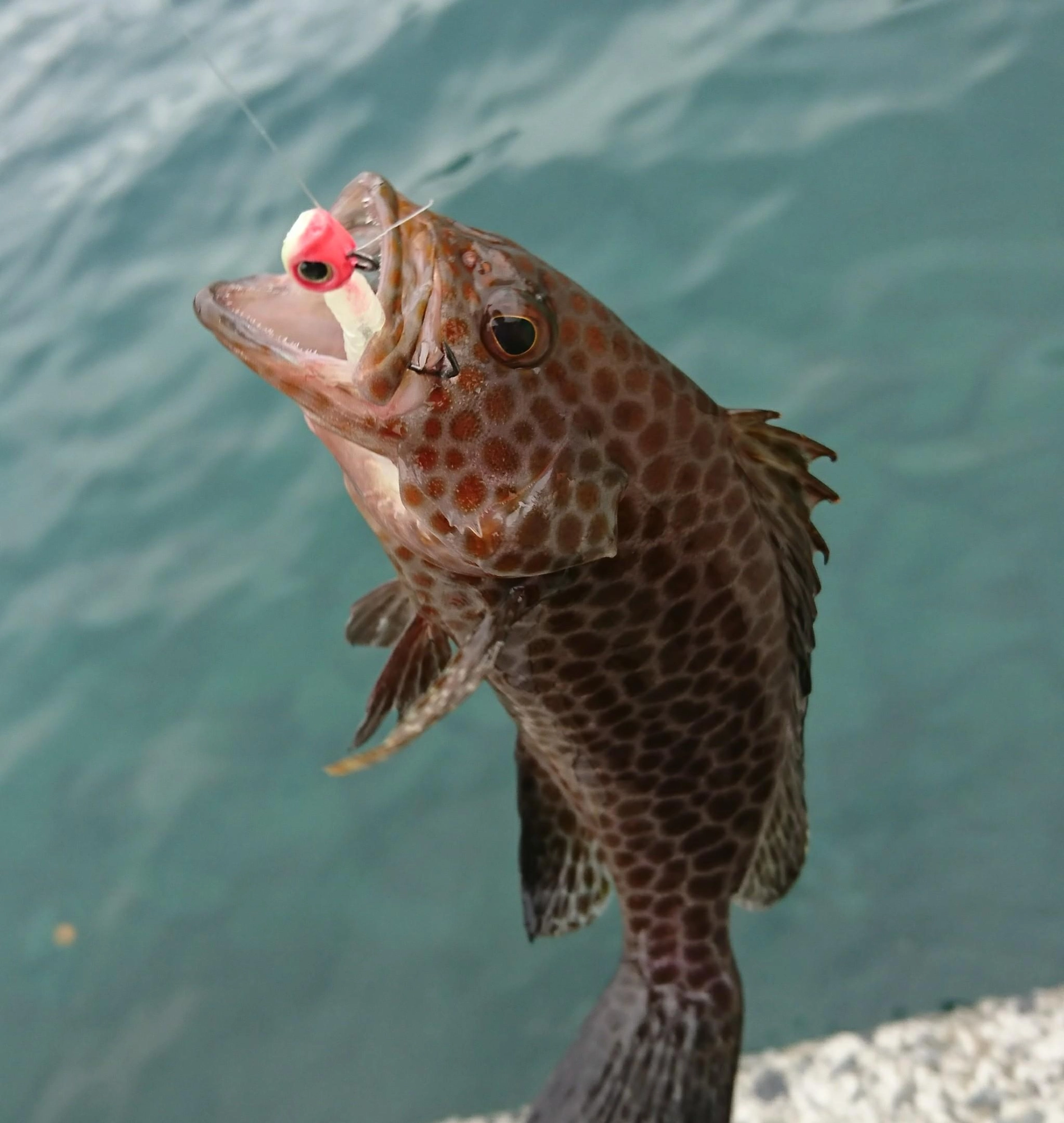 オオモンハタはアタリ連発！連続ヒットでした！