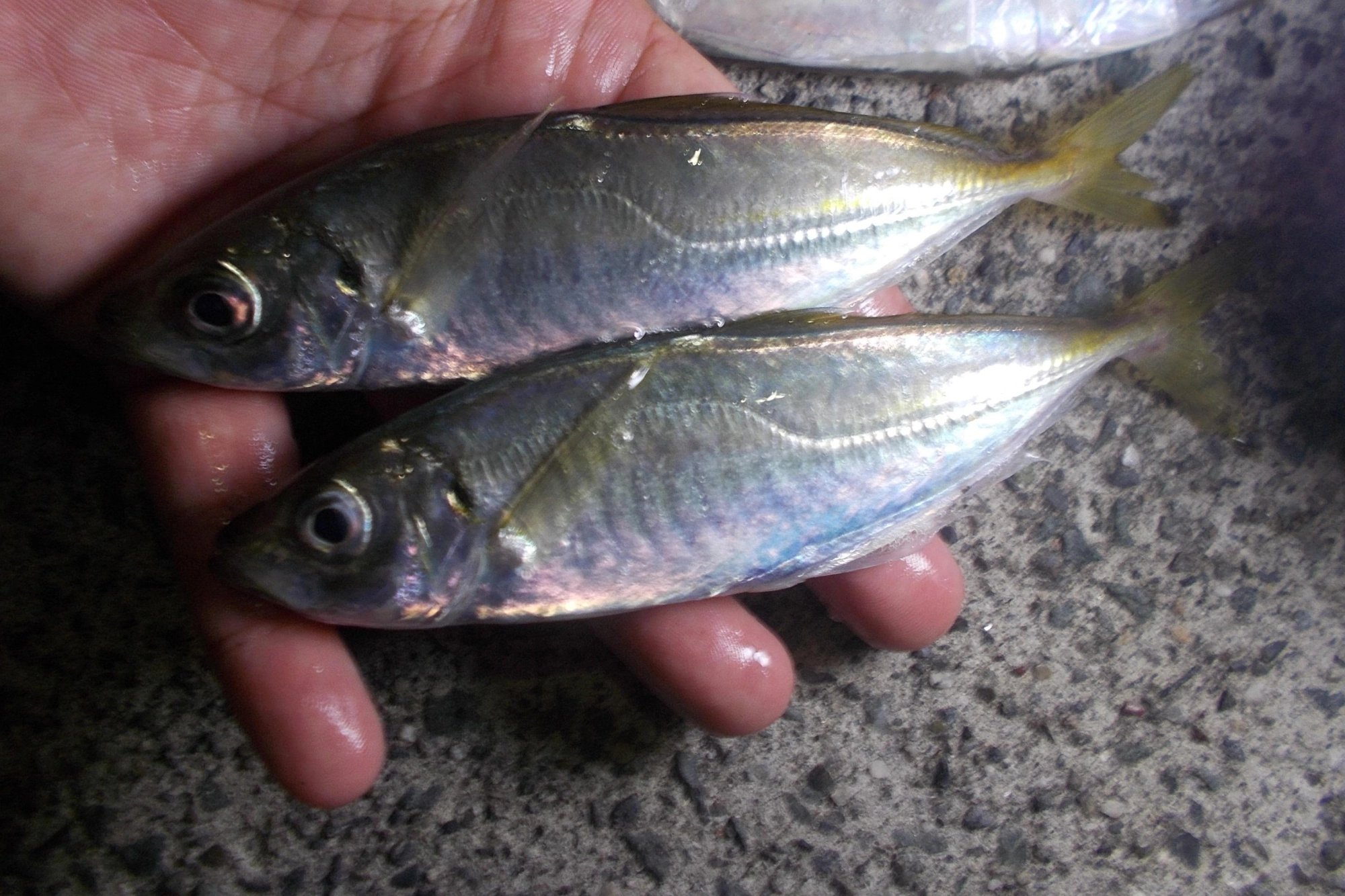 平均してこのサイズのアジが釣れました。大きいのは15㎝位になりました。
