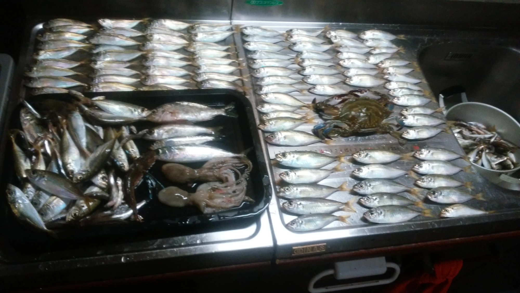 なんかすごく釣れた♪恵みに感謝申し上げる！