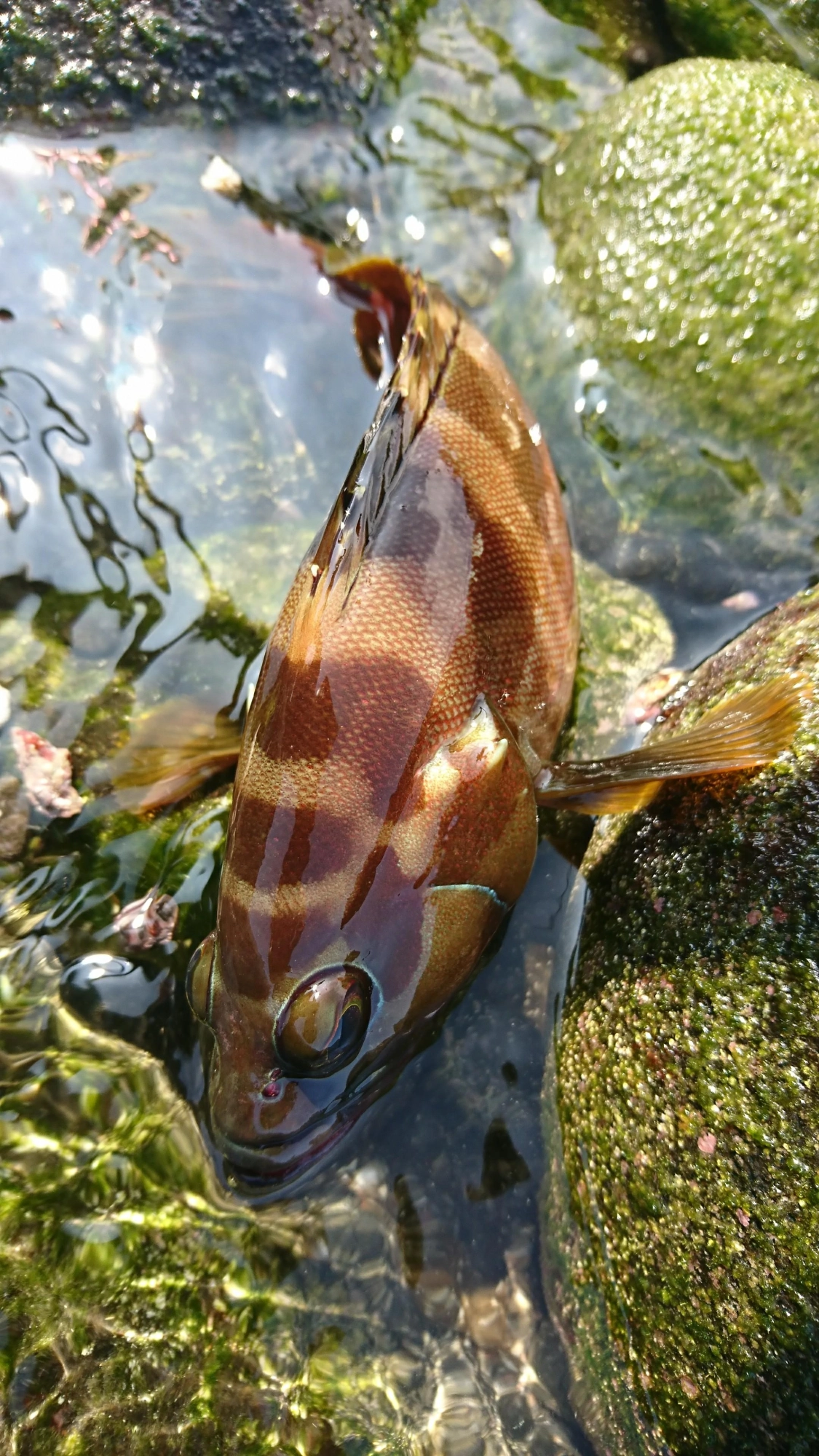 遠浅のポイントでしたが、やや水深があるポイントでアタリが連発しました。