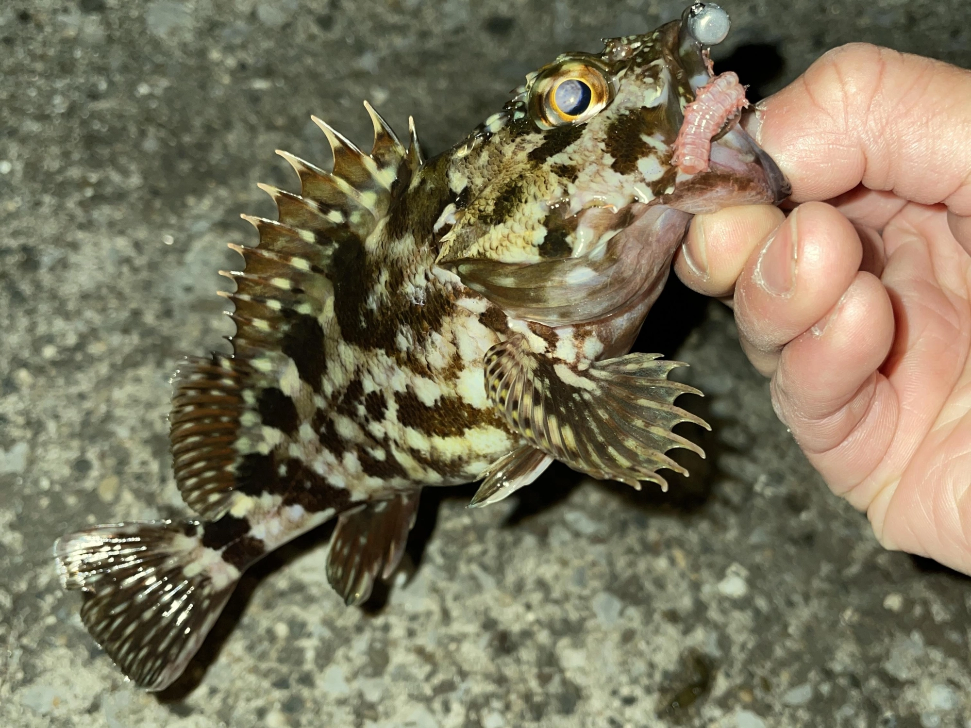 綺麗な根魚、釣れますよ！