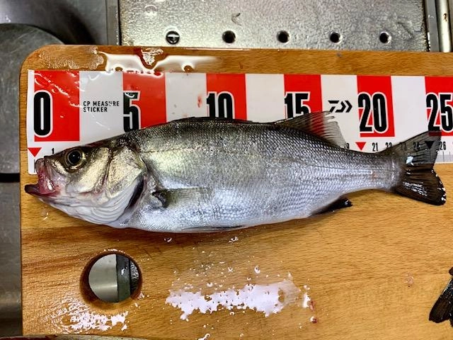 お腹ぷっくりの良い魚体！！