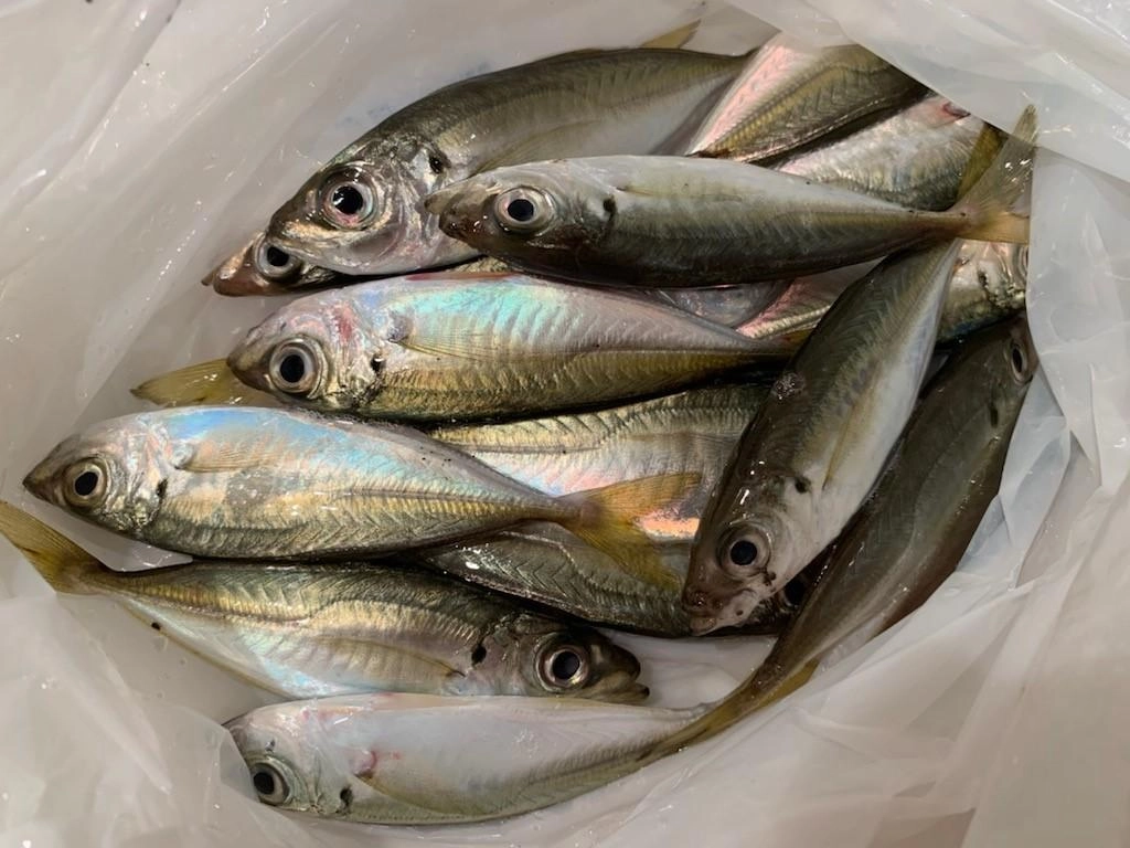 2時間程でこの釣果！まだまだアタリありましたが、次の日の釣行に備えて終了しました。