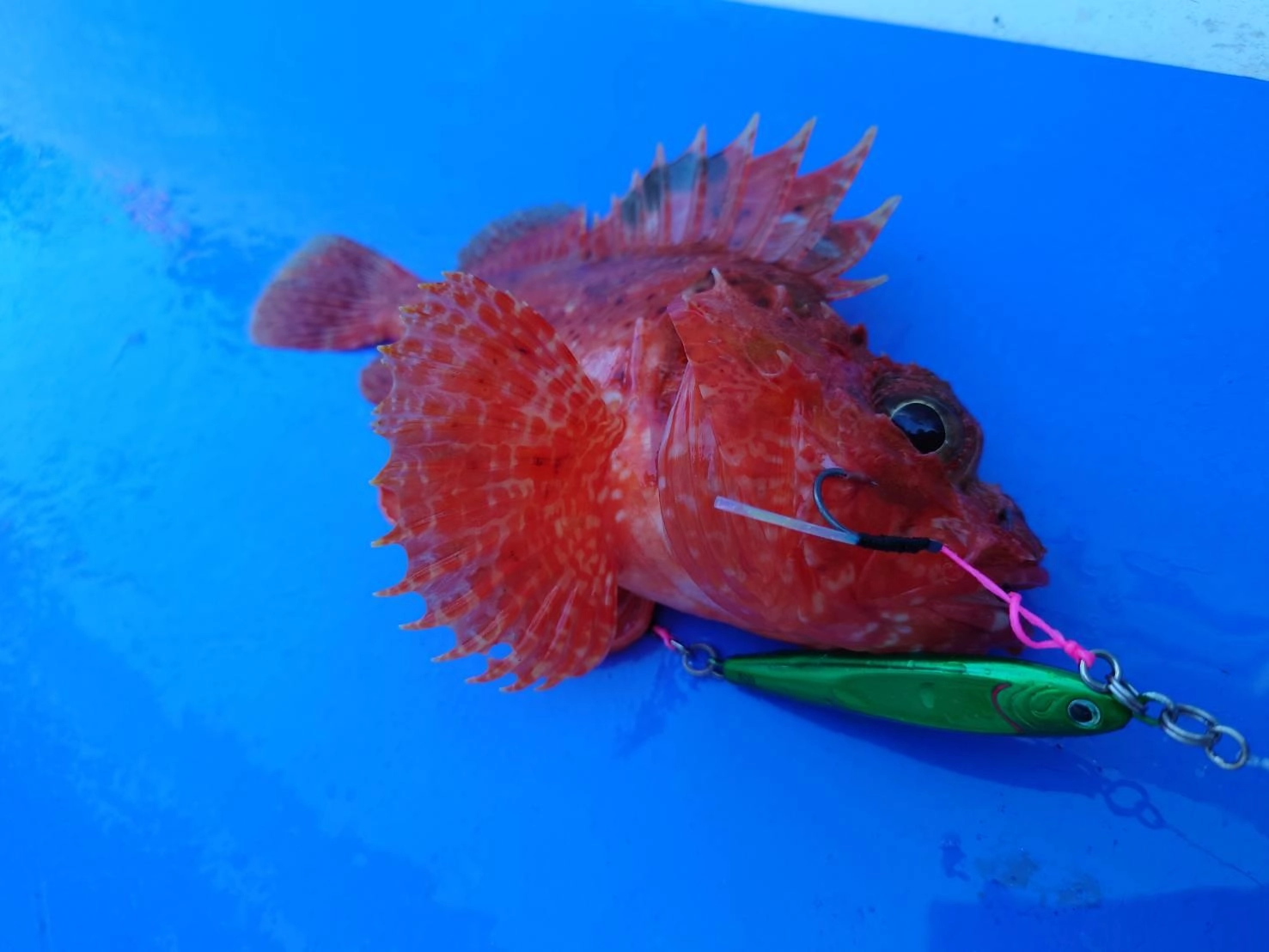 浅い水深（100ｍ未満）でもオニカサゴが釣れました！その他、アカハタやオオモンハタなど、根魚の反応が良かったです。