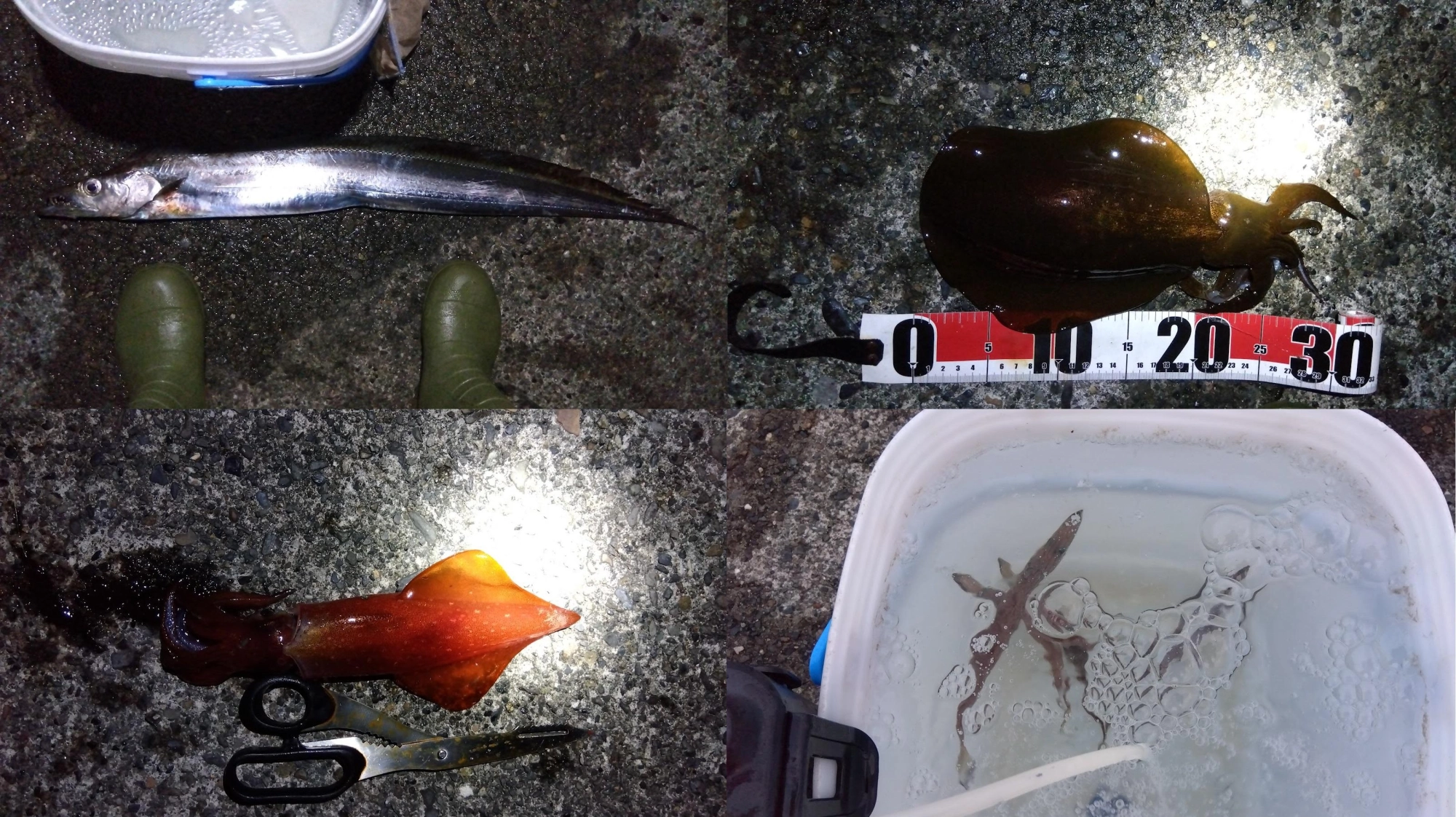 餌確保に苦戦するも日没に各種ゲット
太刀魚テンヤはウルメイワシ
マルイカ、アオリイカはカマス