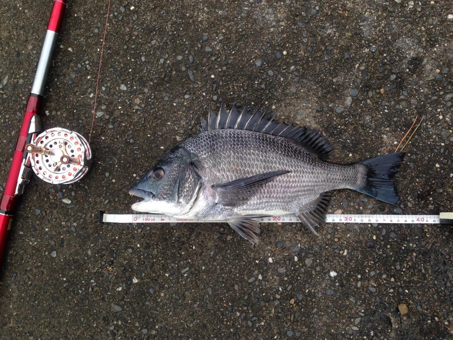 朝一で釣れた黒鯛！