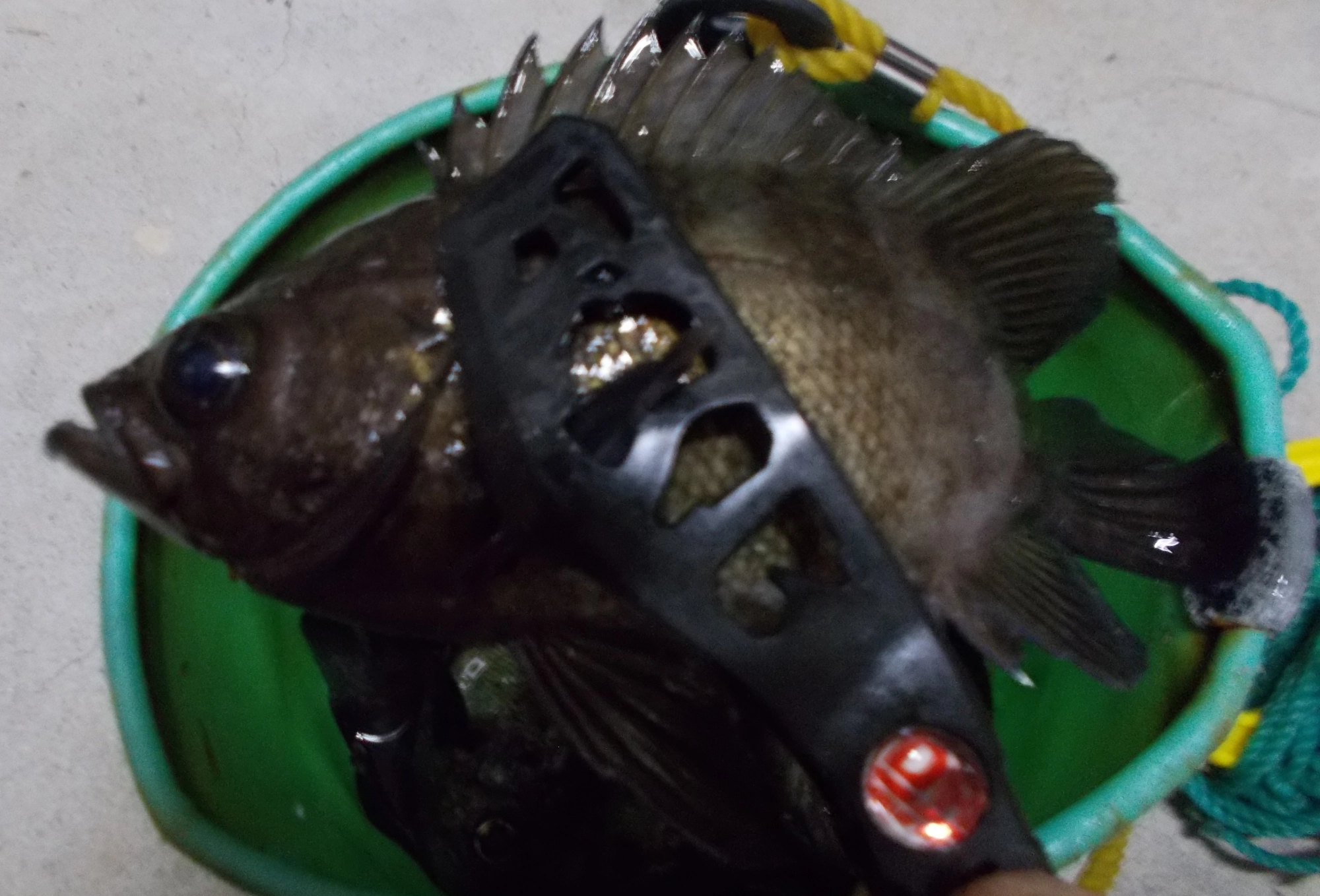 オススメの1品！ドレスディノグリップ。がっしりつかめるのでヒレの鋭い根魚でも安心して針を外す事ができます。