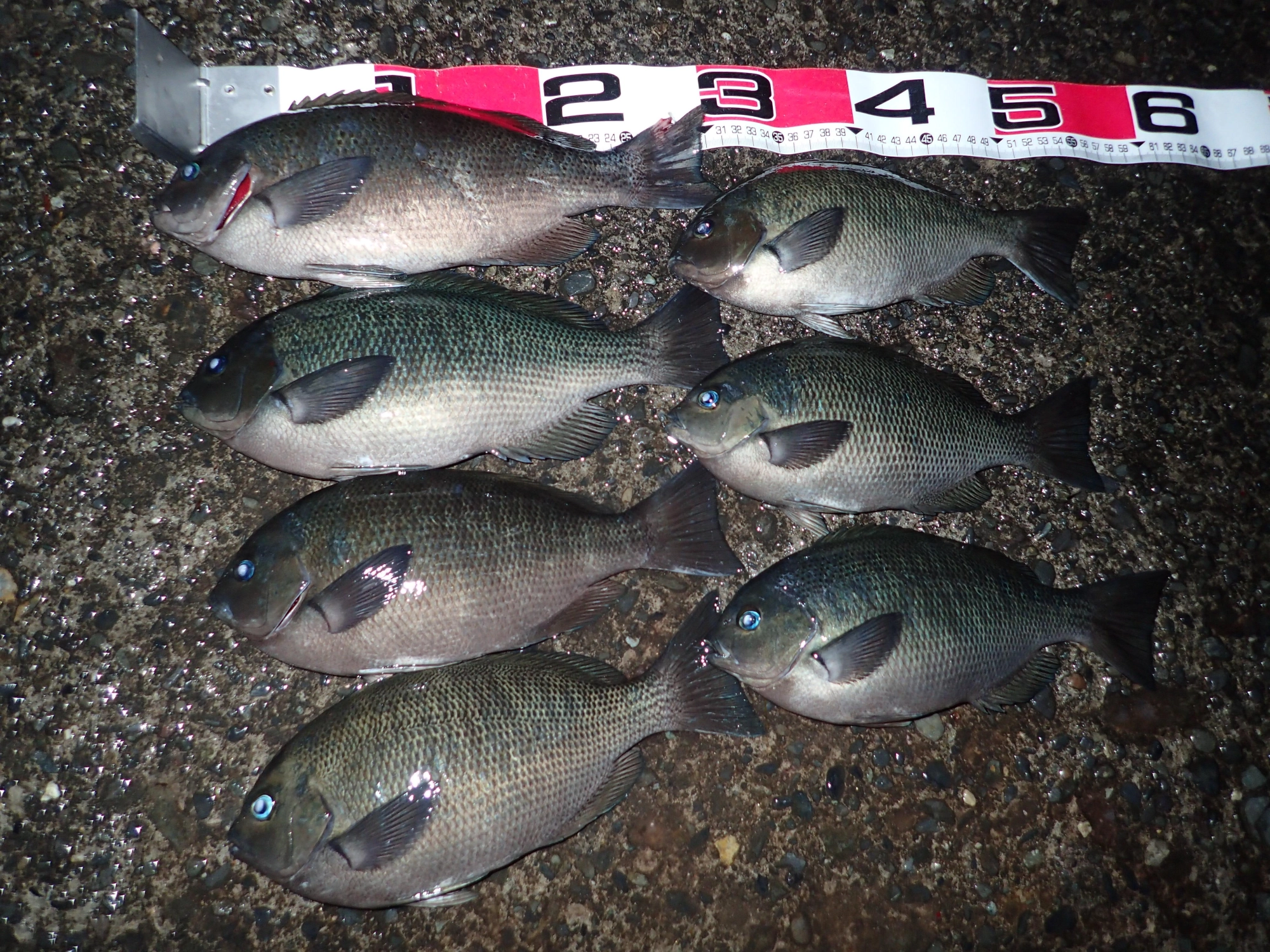本日の釣果