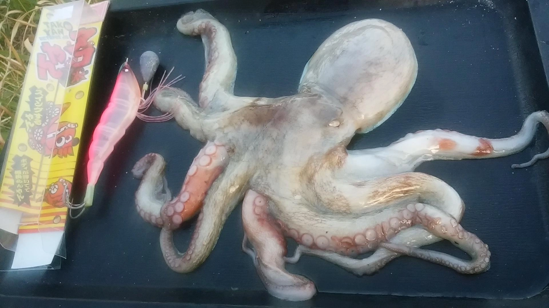 タコゲットデス！