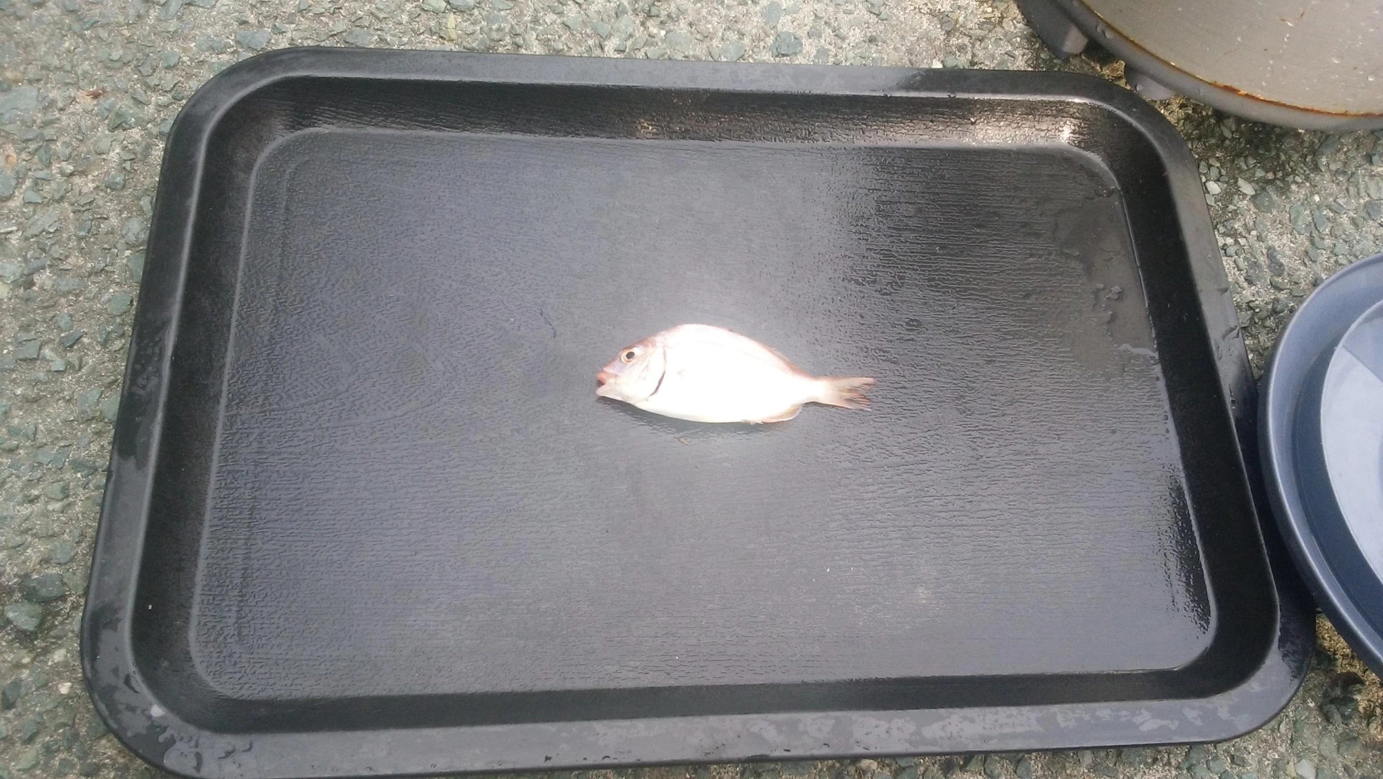 そう、超ちっさい(-ω-;)針のみごめん。