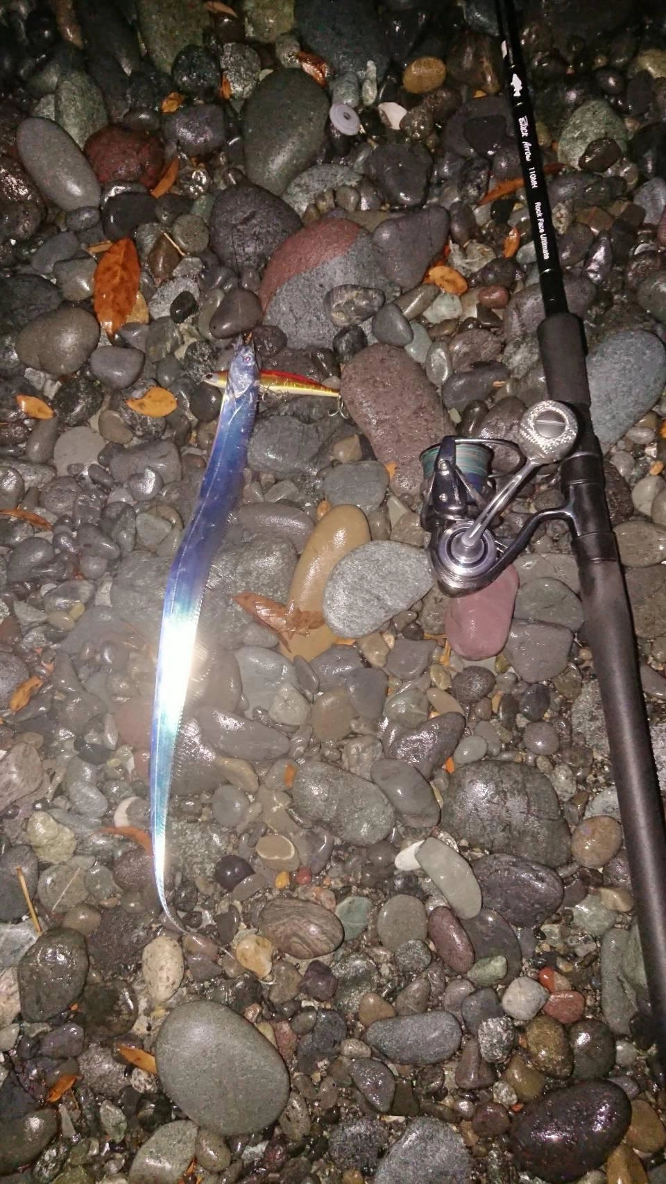 沼津サーフでタチウオ釣れてます！