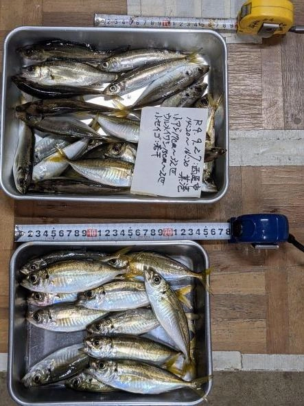 間断なくよく釣れた
未だ港内に留まっており感謝感激