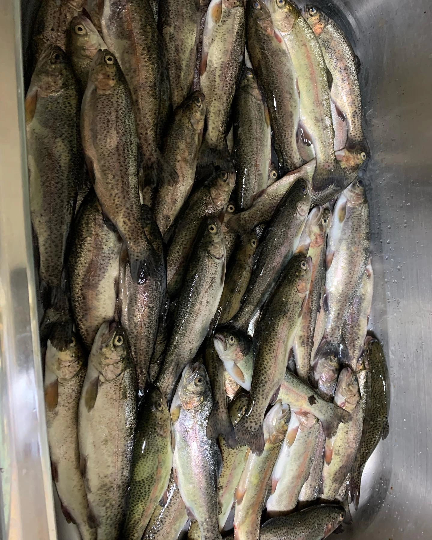 ほとんど練り餌(カステラと卵黄)で釣れました。