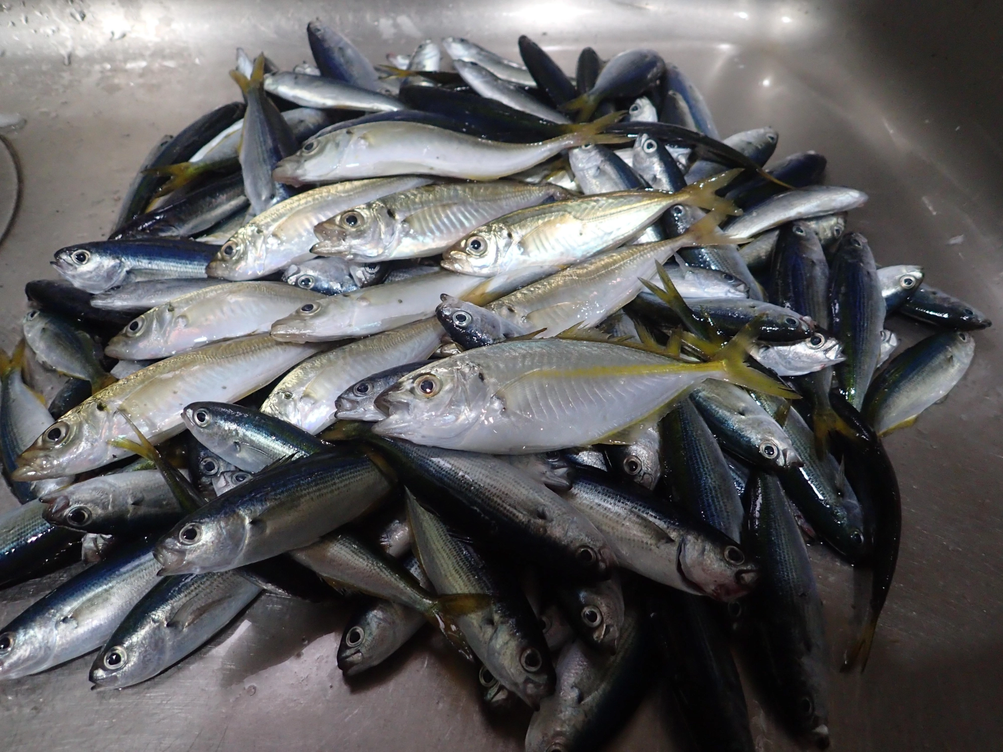 スタッフ菊間　アジ11匹　タカベ　152匹　釣果です。