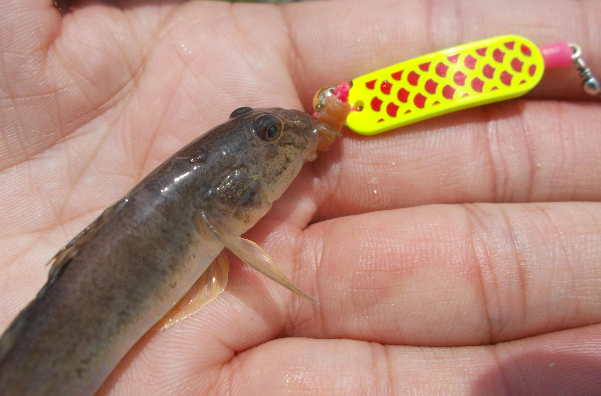 マハゼも釣れて来ました。大きいのは７㎝ほど水深の浅い所に魚が固まっていました。