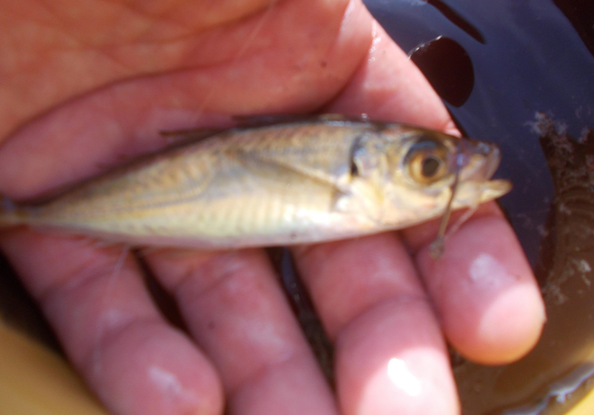 エサはアジ、まずはサビキ釣りで１０匹ほどのアジを釣ってから始めましたが２匹ほど何かに襲われキズまみれに。