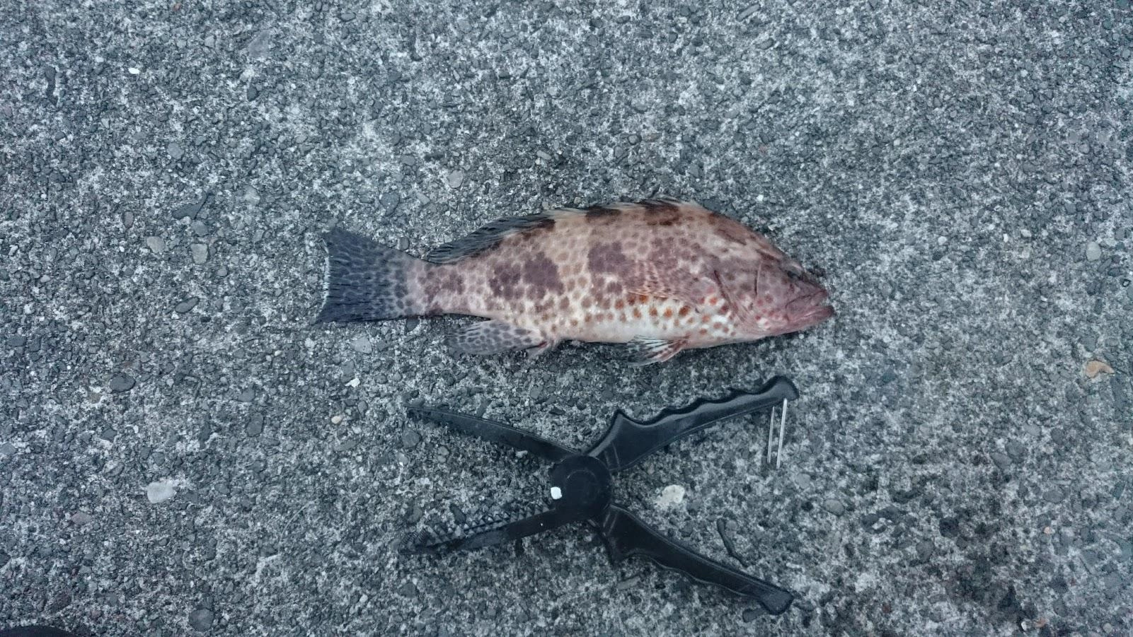 一度根には入られましたが、ライン切れ覚悟で引っ張ると抜けてゲットできました。
タカベのロデオ針S泳がせはタモ入れ直前で潜られ身切れバラシました。イカも大きくなってきて、そのパワーを見誤ってドラグを絞め過ぎました。
太刀魚テンヤはノーバイトでした。