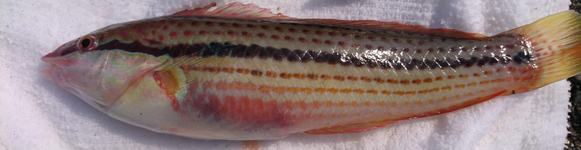 刺身・てんぷら・塩焼きと、実は美味しい魚なんですよ！