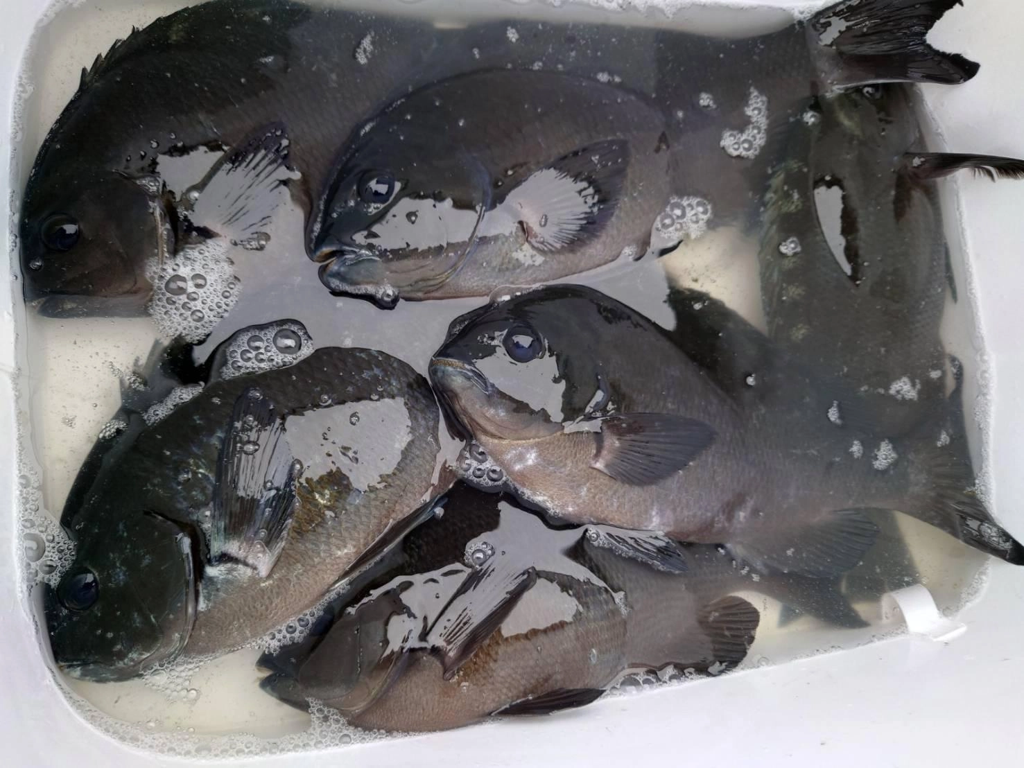 釣れたメジナはどれもお腹パンパンで大きい白子が入ってました！