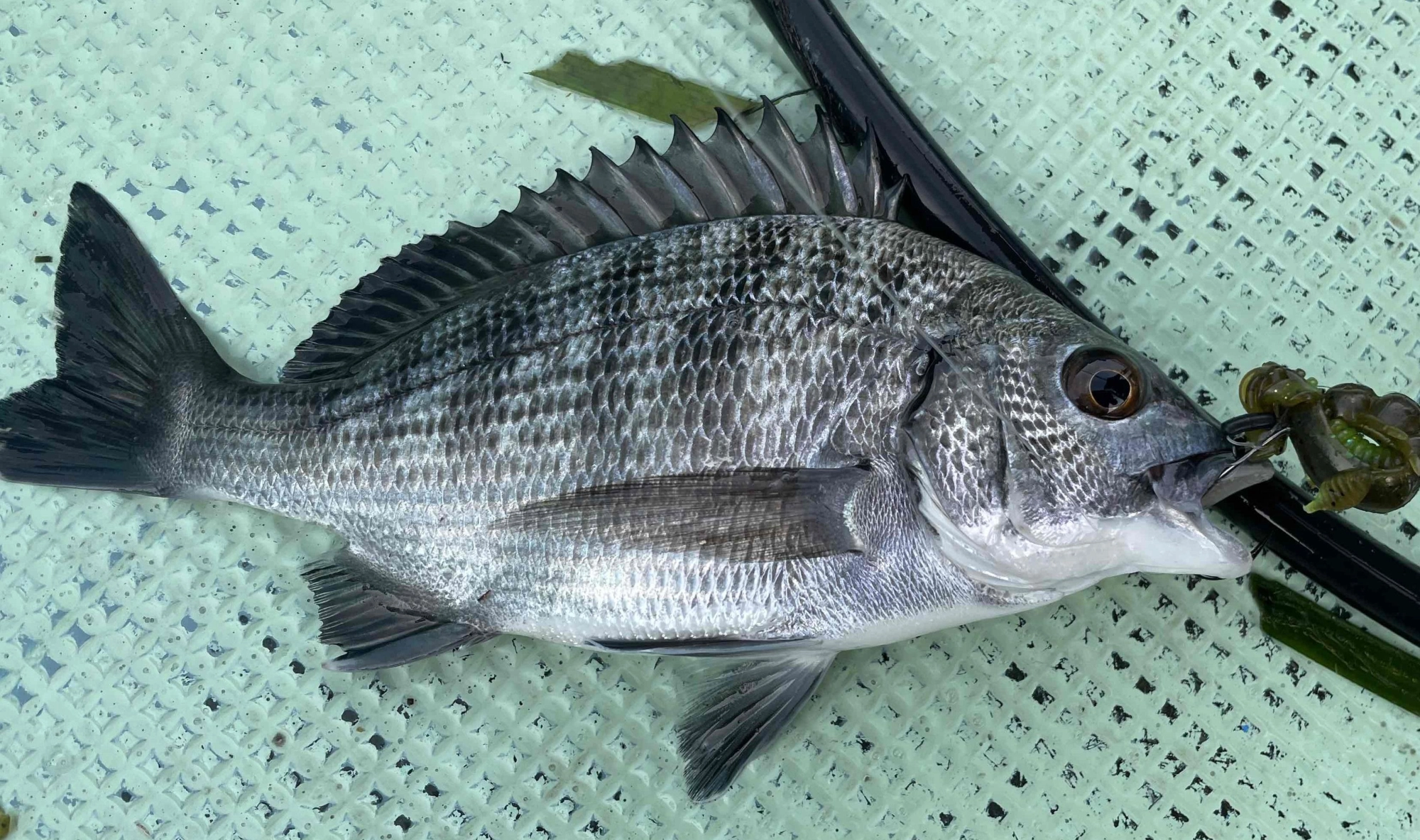 キビレ以外にクロダイも釣れました。