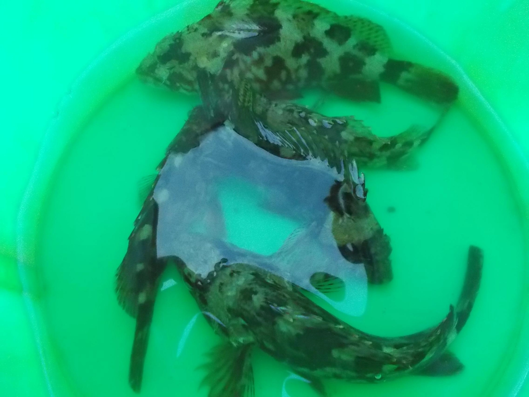 カサゴメインでしたがセイゴも釣れましたよ。（写真撮ろうとしてポチャしました・・・）
