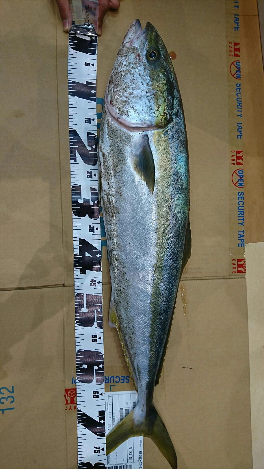 81ｃｍ5ｋｇのブリでした！ベイトはグチャグチャにいるそうで・・・まだまだ釣れそうですね♪