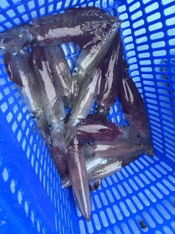 １流しで１１投できた場面もありました！マルイカ連発しました！