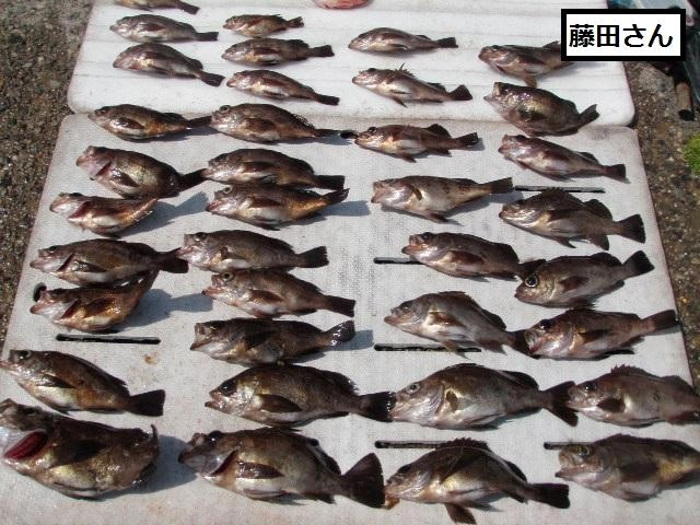 本日も良型メバルが好調でした。