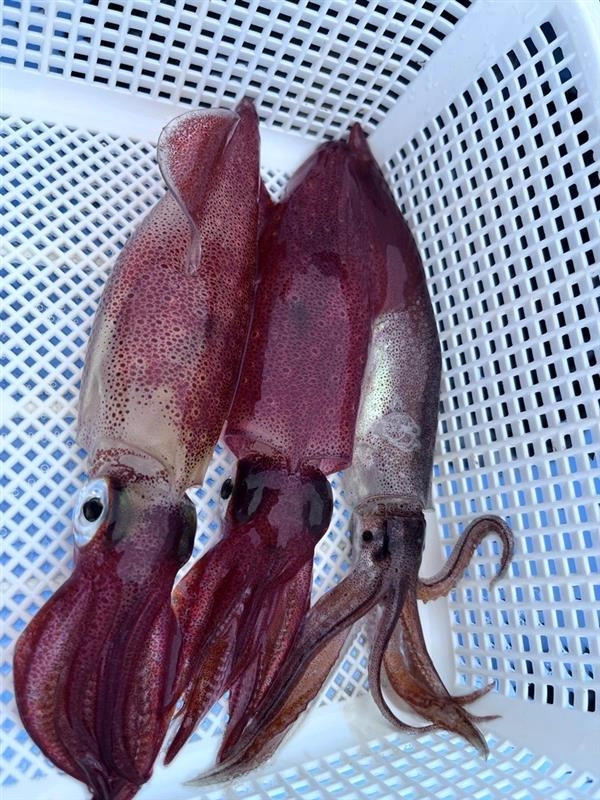 伊東沖のマルイカは平均のサイズがかなり大きめです!!ぜひ皆様も釣行してみて下さい！