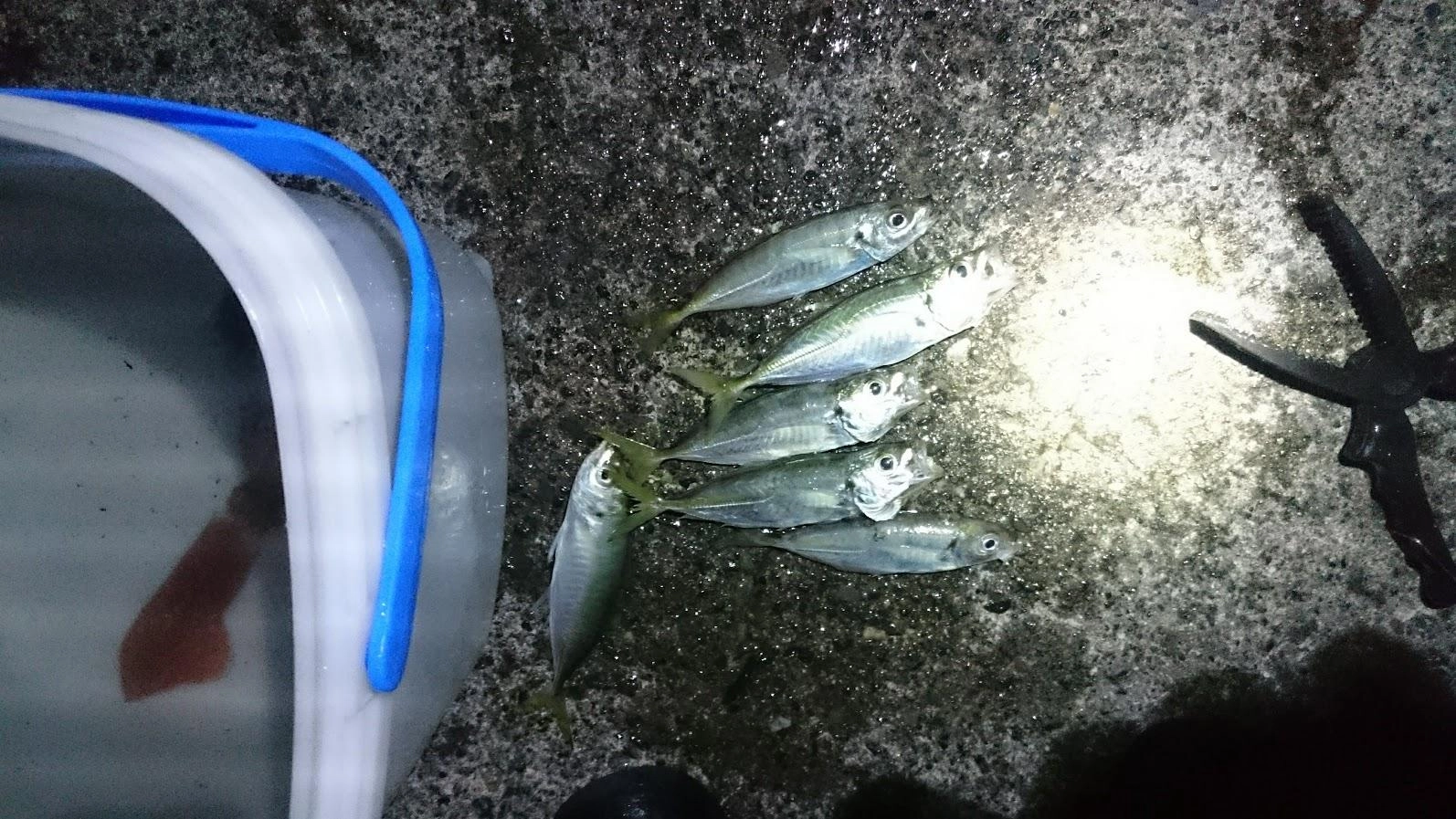 いつも時合いは短いですが、追い食いの多点掛けして数を確保してます。今日も実際アタリがあったのは３回で2・３・1と掛けました。最初の二回は絡まりその分のロスが痛かったです。