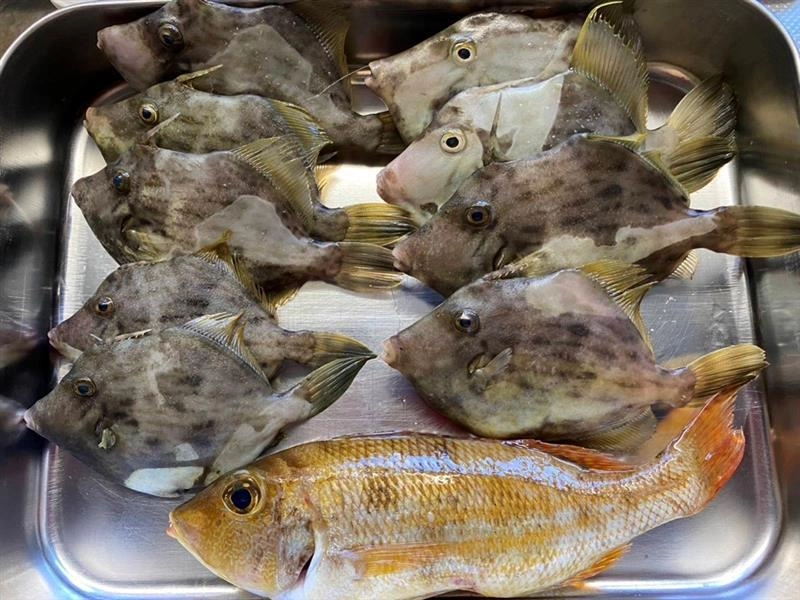 ボートでまったりカワハギ釣り、とてもおもしろいです！ぜひ皆様もチャレンジしてみて下さい！