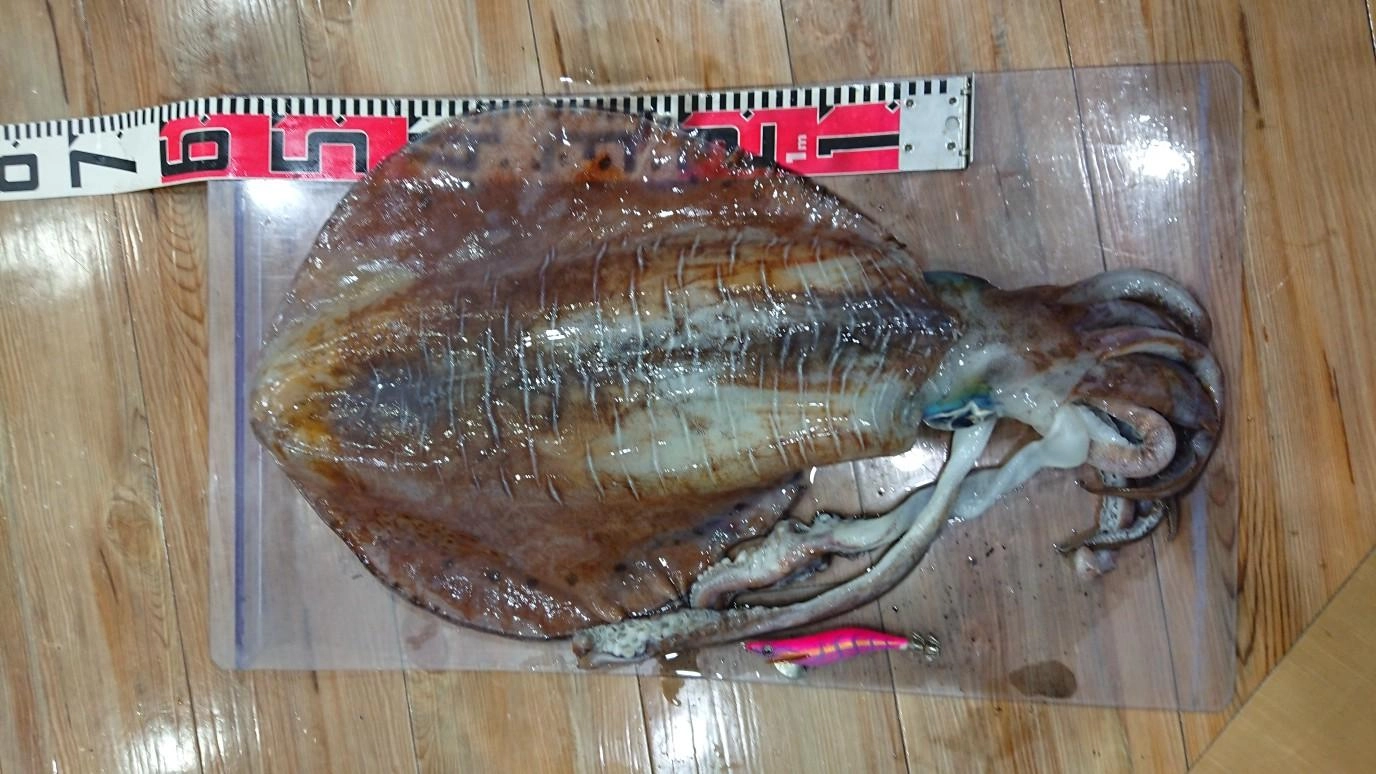 モンスターアオリイカがエギングで釣れました！
