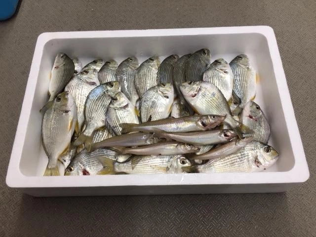 しっかり活き締めして持ち帰ると、とっても美味しくいただけるとの事です。