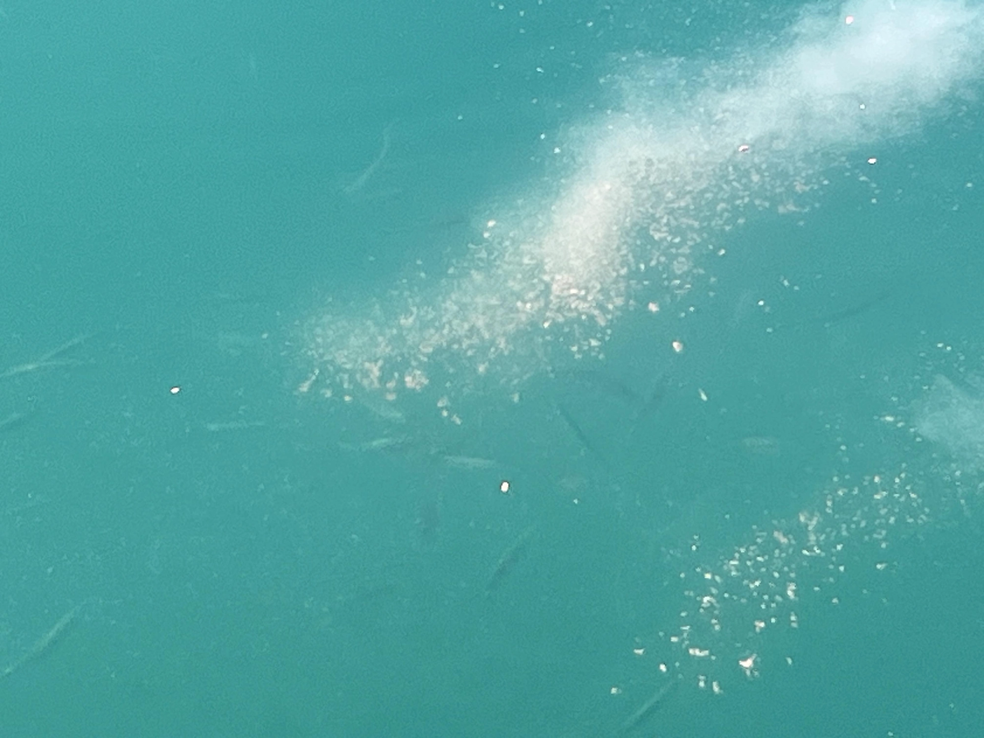アミエビに王道アジを混ぜると魚がたくさん寄ってきます。