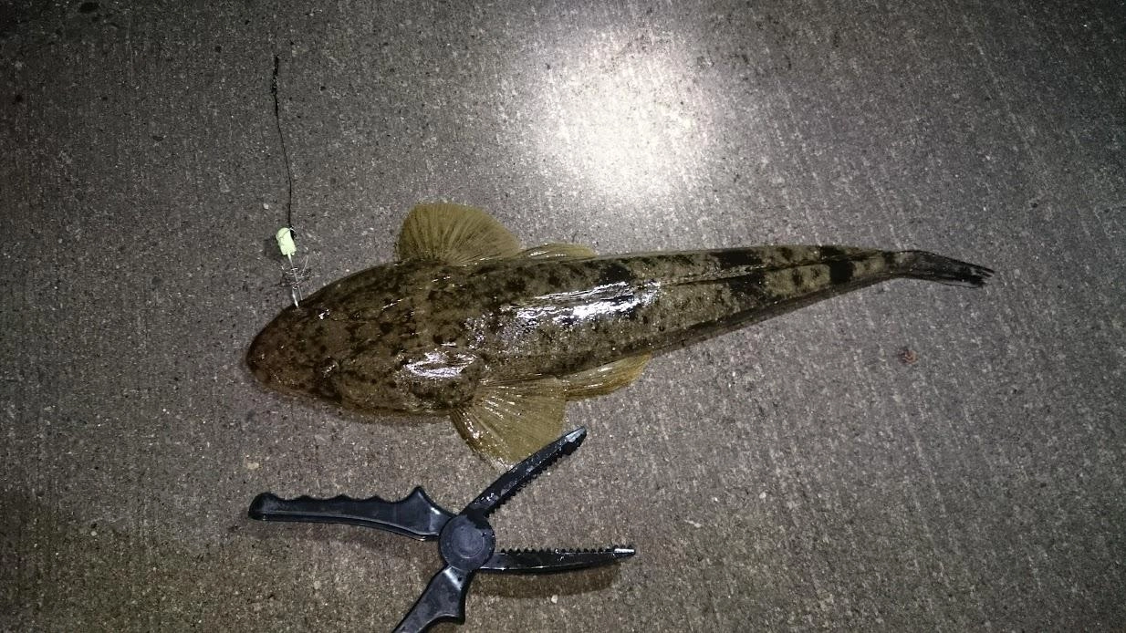 同行者がなんか底ひいているかもと言っていた次投でヒット。
最初は太刀魚と思っていたところ、引き抜くとマゴチ。
今度、ハゼとか小魚の引き釣りしてみようかな。