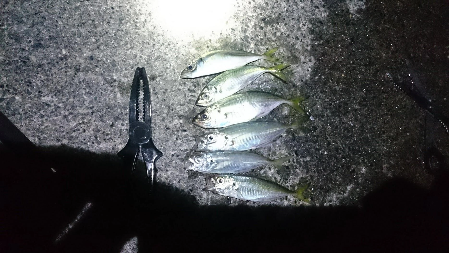 最初は4号サビキでやりましたが、反応がいまいちだったので豆アジマッチ２号に変えたところバタバタ釣れました。台風後ですが、意外に水が澄んでいて見切られていたようです。