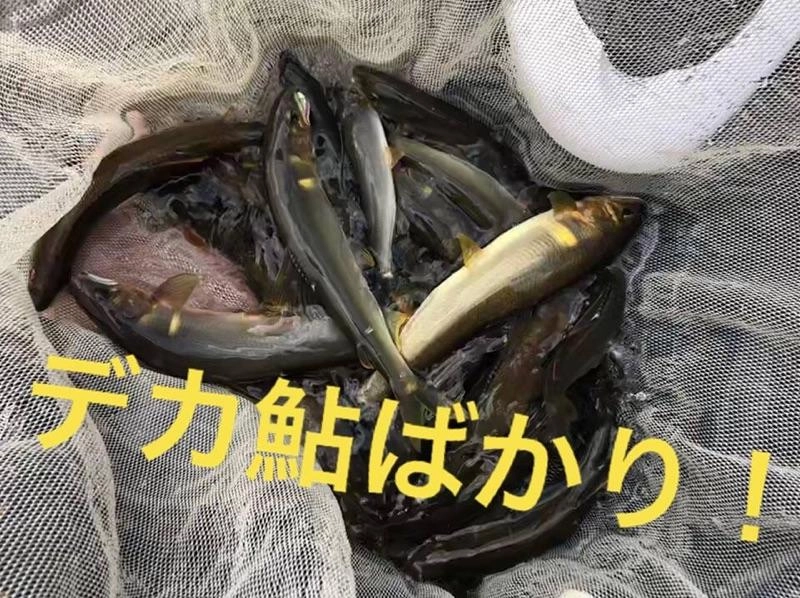 最大２２ｃｍ。良型多く楽しめています。