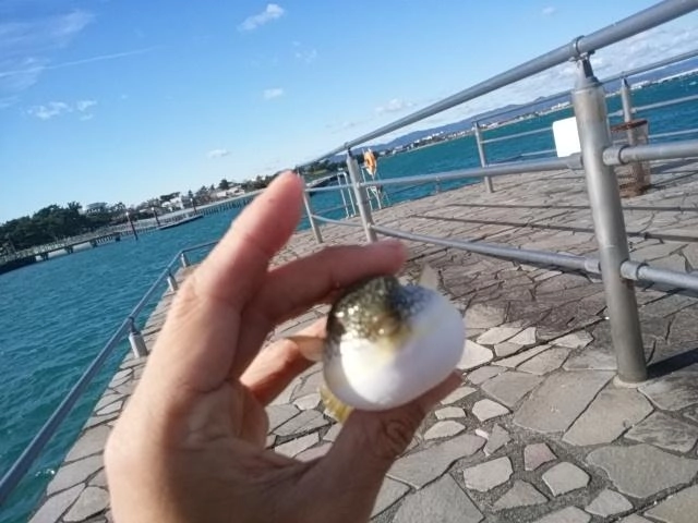 フグ太郎