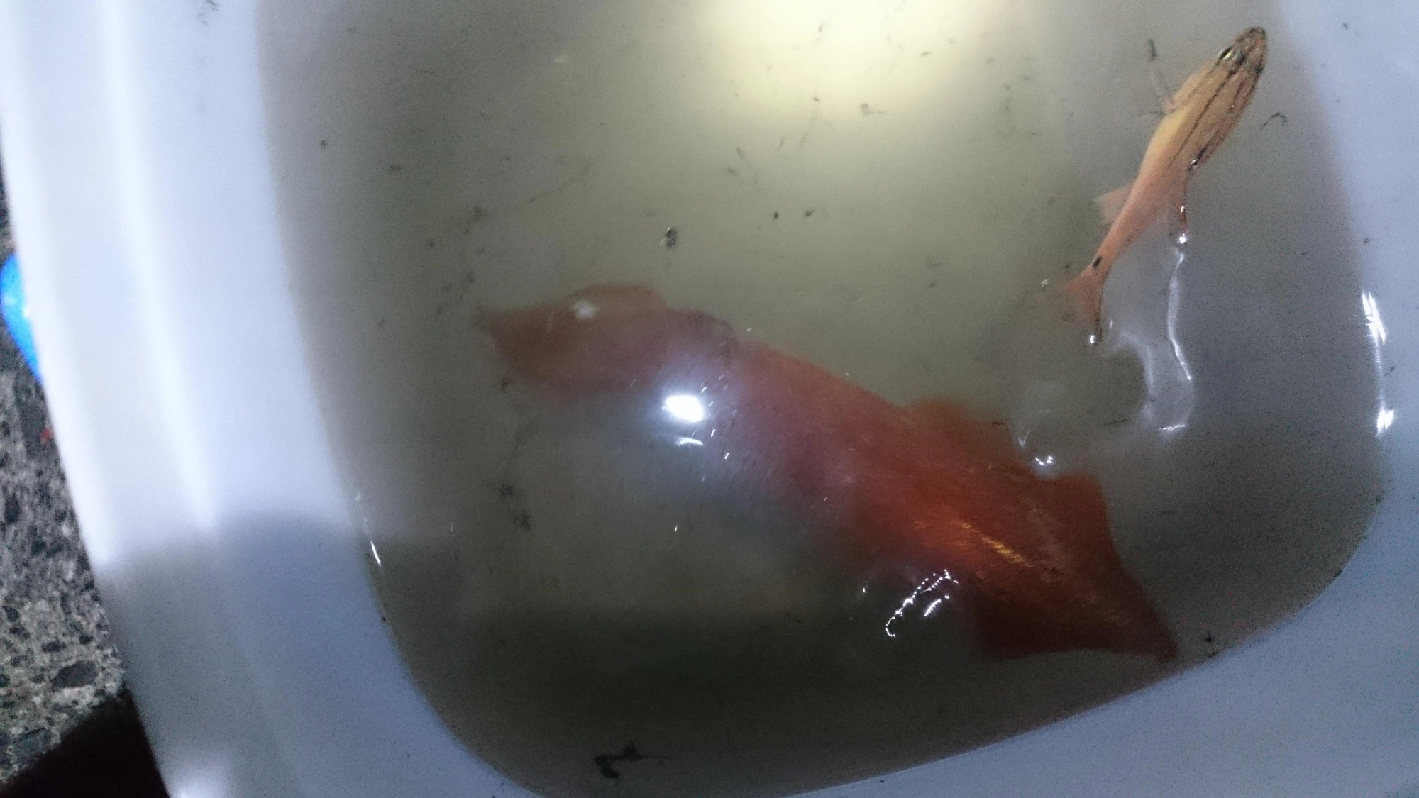 太刀魚テンヤを抱いたまま放さず針掛かりしていないのに釣れました。
餌巻きスッテなんかで釣れそうですが、結構遠くの深場で掛かったので難しいかもしれません。