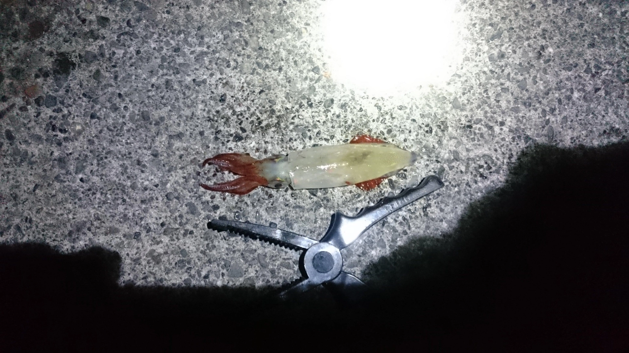テンヤ曳いてても何度か重くなるのでマルイカが結構いるようです。
ただ虎の子の鯵をこのサイズのイカにやられてしまうと辛いです。