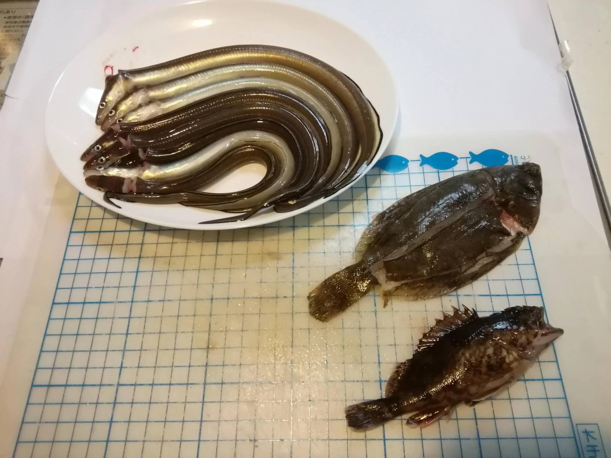 カレイさばいてしまいました
　