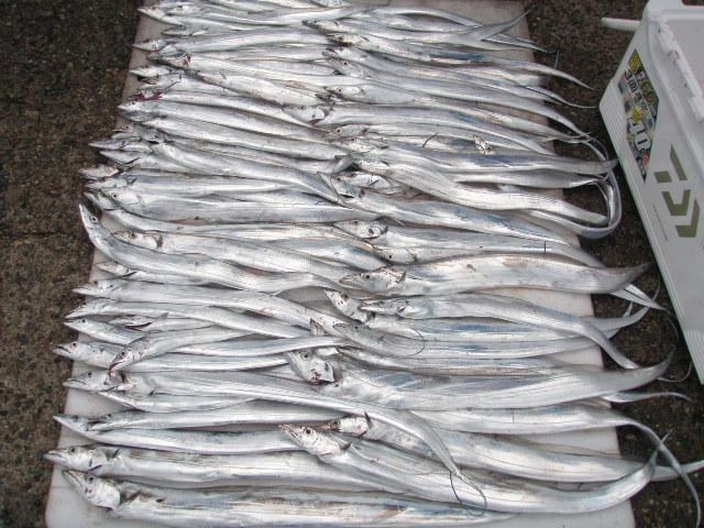 爆釣！おめでとうございます。